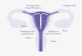 Kyleena® IUD Mechanism of Action | Official HCP Website